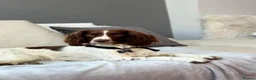 English Springer Spaniel dogs for sale: KC Registered Springer Spaniel Puppy - Advert 14