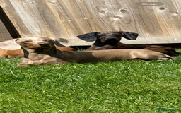 Mixed Breed dogs for sale: Beautiful chilled 3/4 Dacshund puppy - Image 7