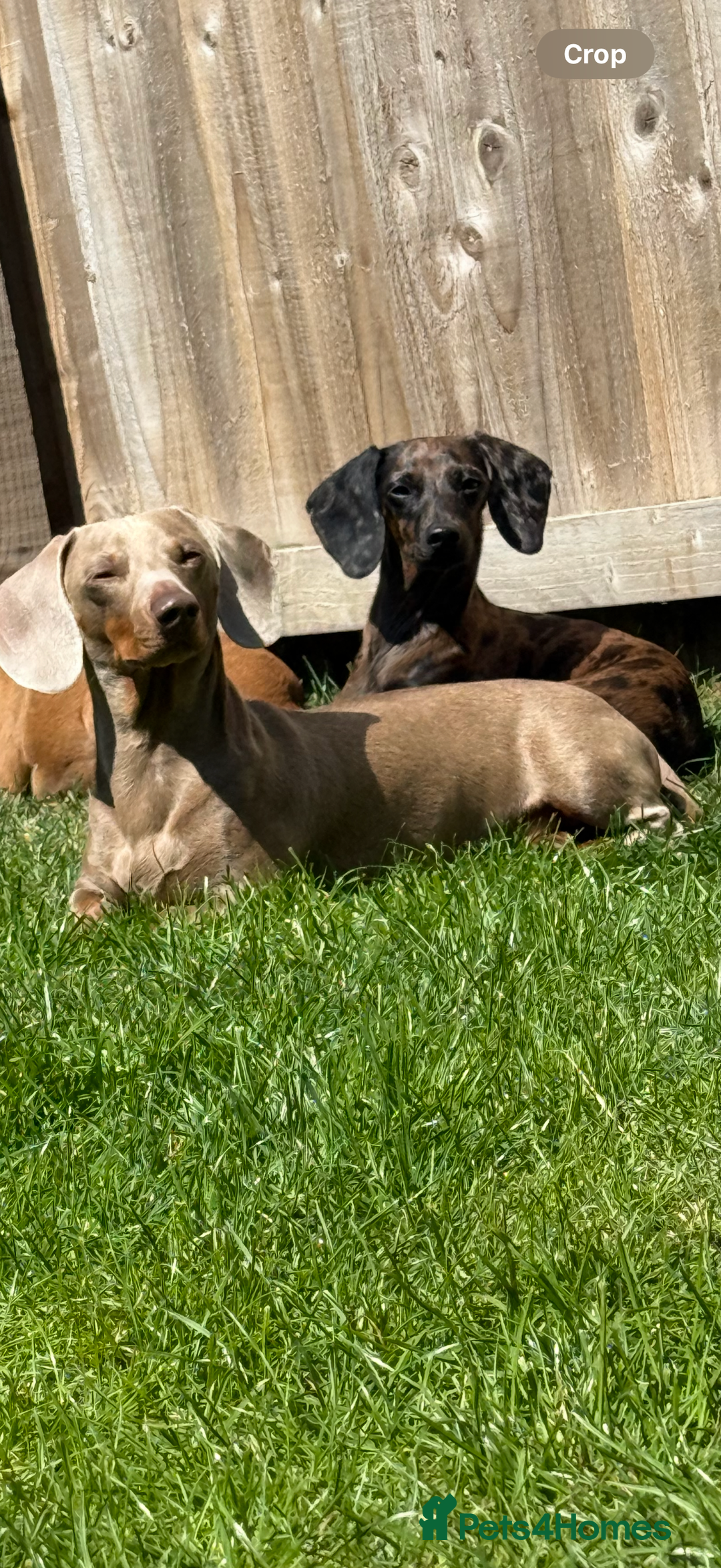 Mixed Breed dogs for sale: Beautiful chilled 3/4 Dacshund puppy - Image 7