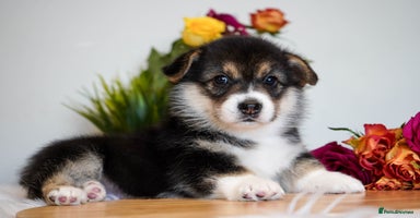 Welsh Corgi Pembroke dogs - Advert 4