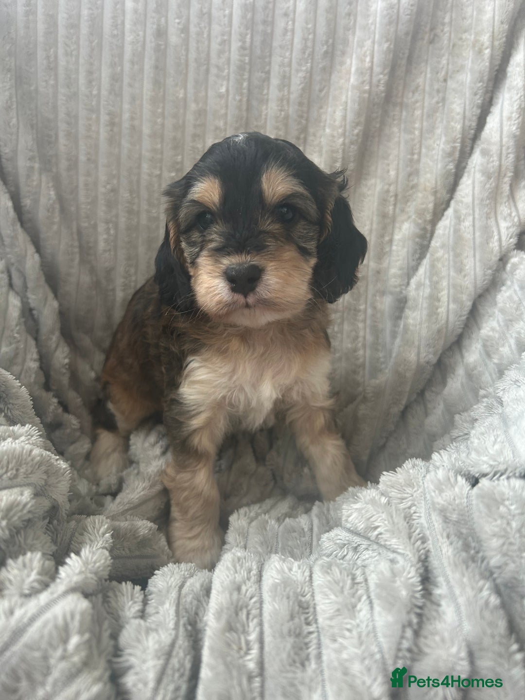Cockapoo dogs for sale: Cockapoo Puppies - Image 26