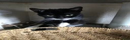 Mixed Breed cats for sale: Tuxedo and black  - Advert 2