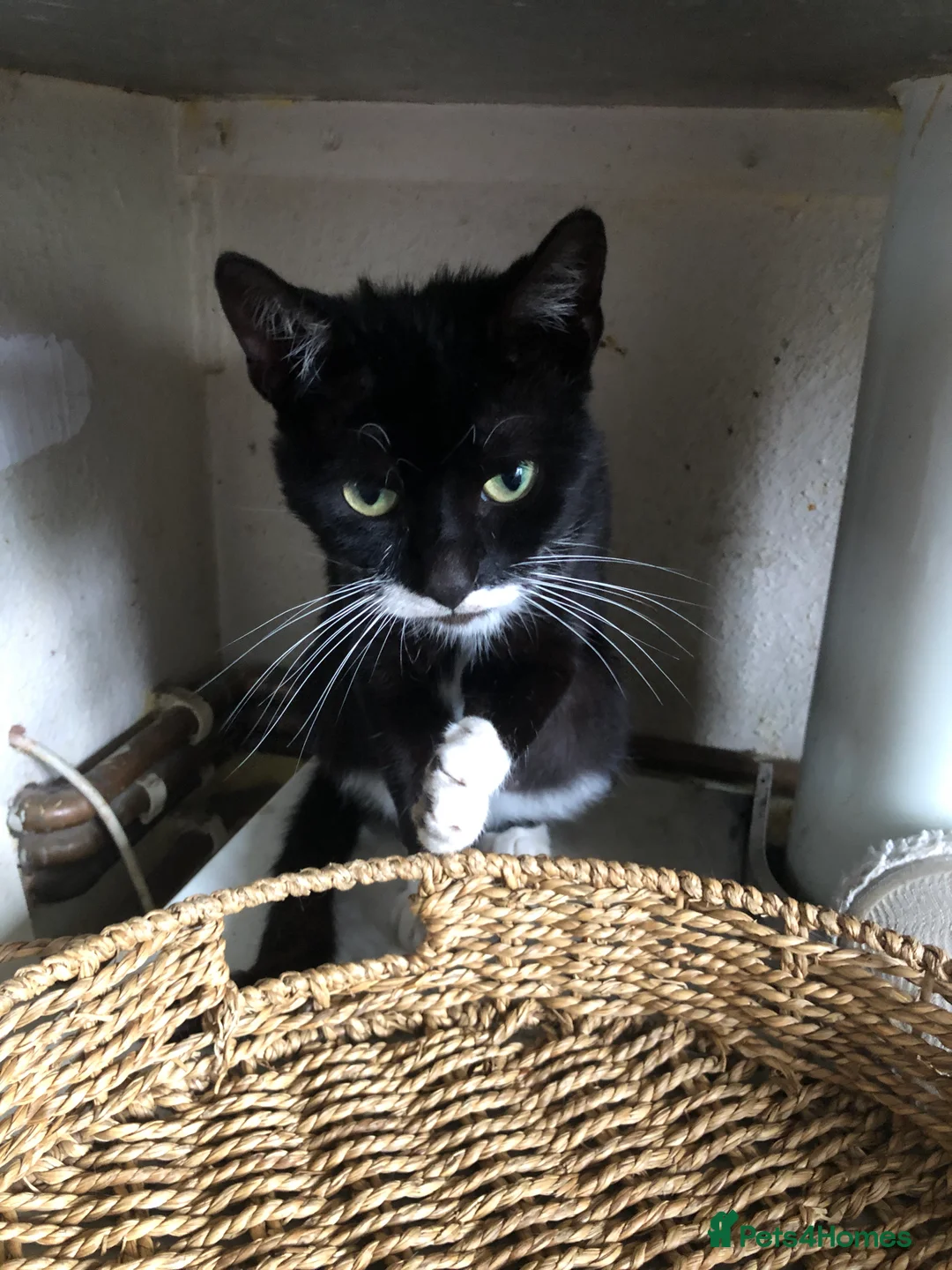 Mixed Breed cats for sale: Tuxedo and black  - Advert 2