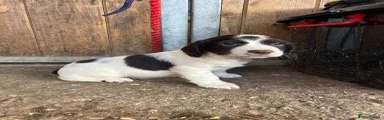 English Springer Spaniel Puppy 3