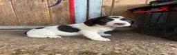 English Springer Spaniel dogs for sale: READY TO LEAVE NOW!! 2 Springer Spaniel boy pups! - Advert 10
