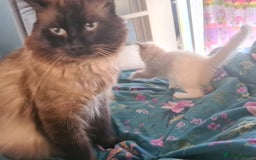 Ragdoll cats for sale: 2 ragdoll cats for rehoming - Image 10
