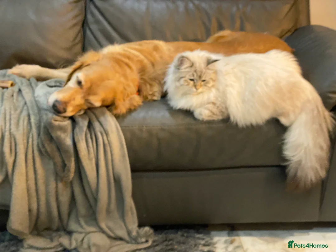 Cockapoo dogs for sale: ‼️ Attention Please ‼️ - Advert 9