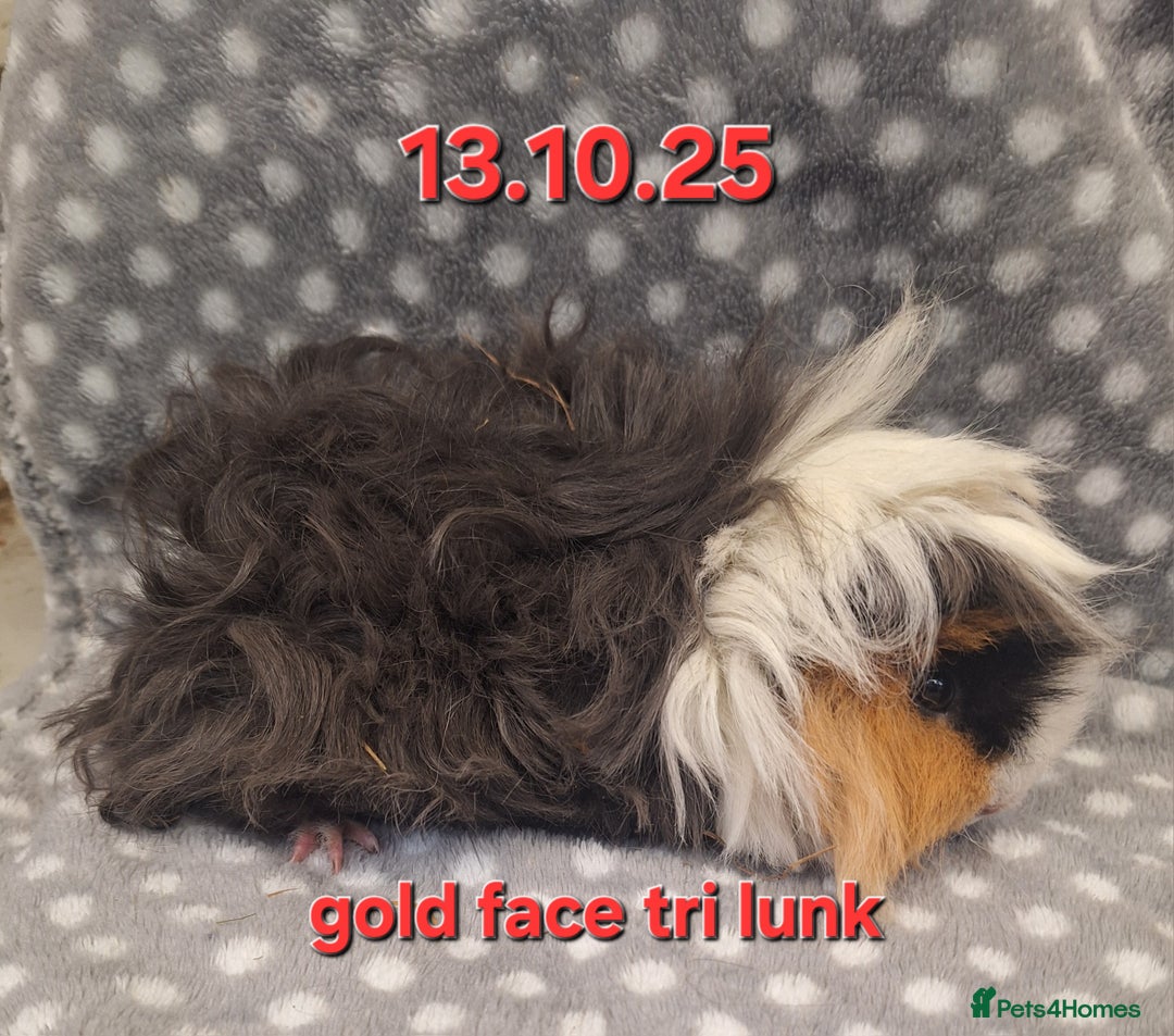 Guinea Pig rodents for sale: Baby female guinea pigs - Advert 9