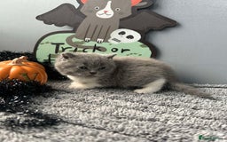 British Shorthair cats for sale: Beautiful British Shorthair Kittens - Image 4