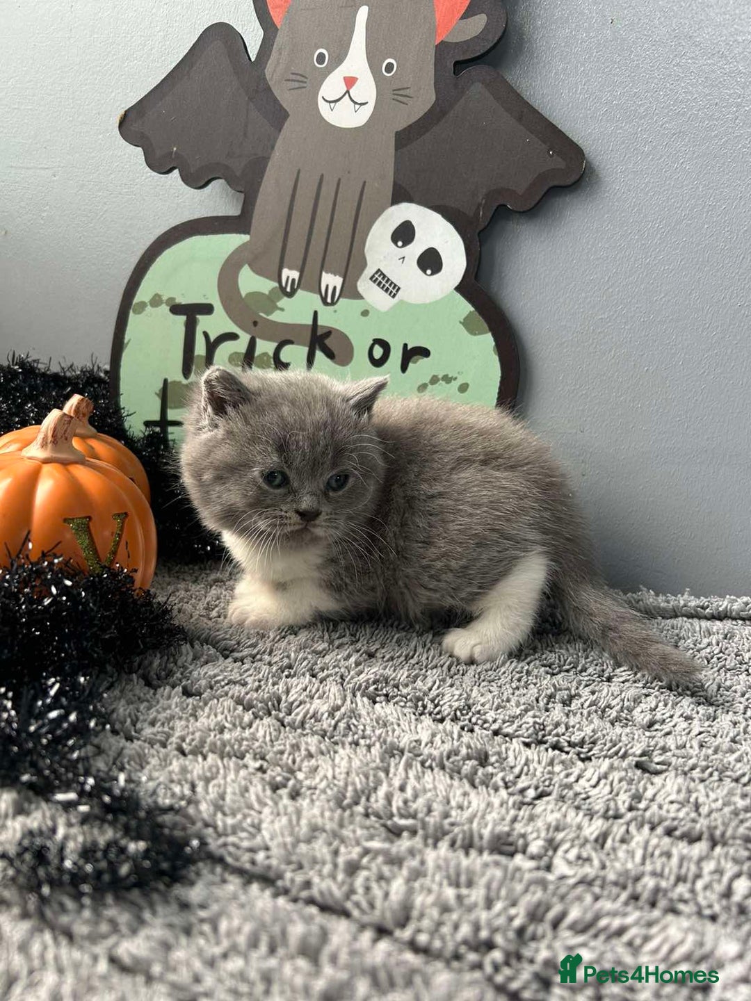 British Shorthair cats for sale: Beautiful British Shorthair Kittens - Image 4