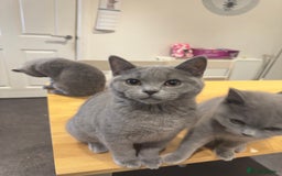 British Shorthair cats for sale: Gorgeous British Shorthair Kittens Chunky, Loving  - Image 10