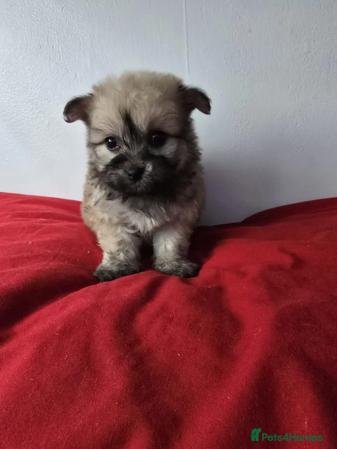 Yorkiepoo dogs for sale: Yorkiepoo puppies  - Advert 3