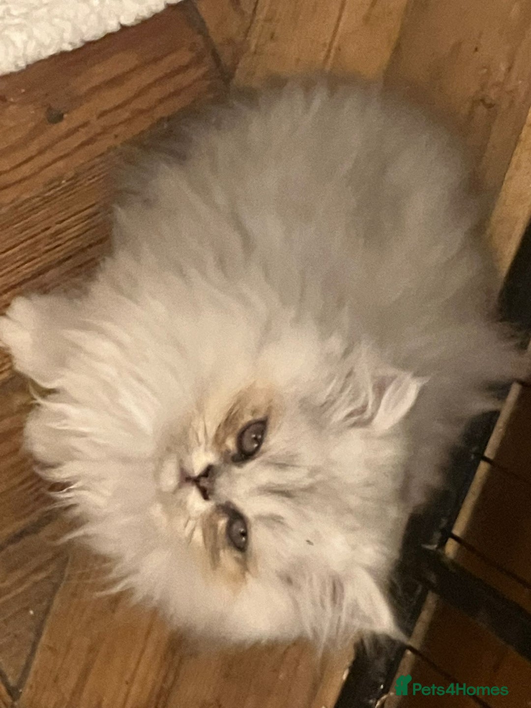 Exotic cats for sale: REDUCED Beautiful Exotic kittens  - Advert 10