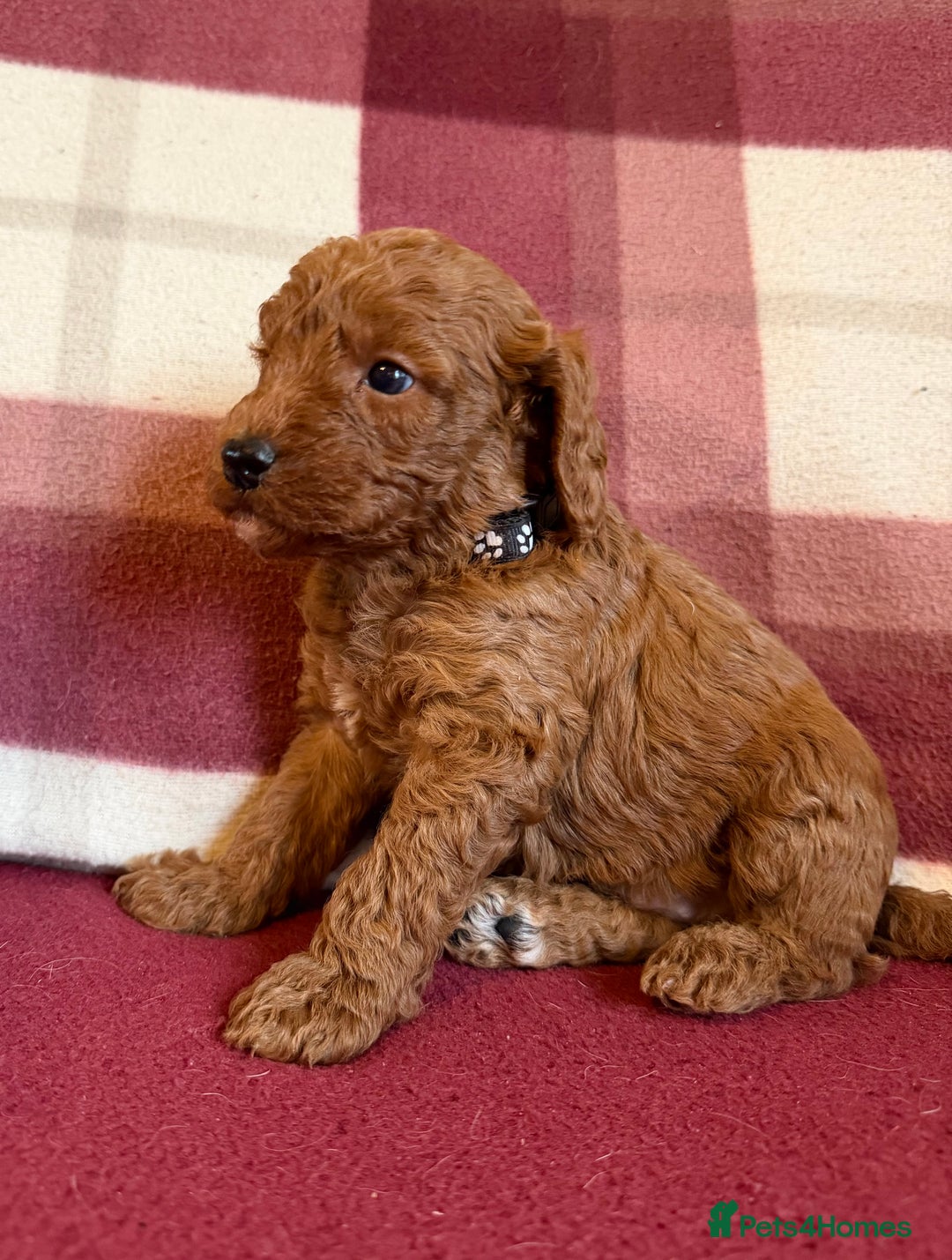 Labradoodle dogs for sale: Adorable Miniature Labradoodle F1bb Puppies🤩 - Image 16