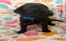 Labrador Retriever dogs for sale: Black Labrador puppies - Image 8