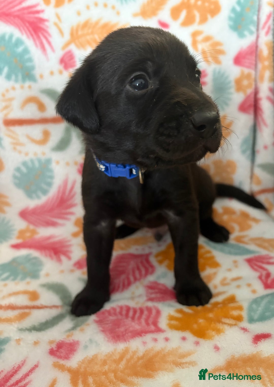 Labrador Retriever dogs for sale: Black Labrador puppies - Image 8