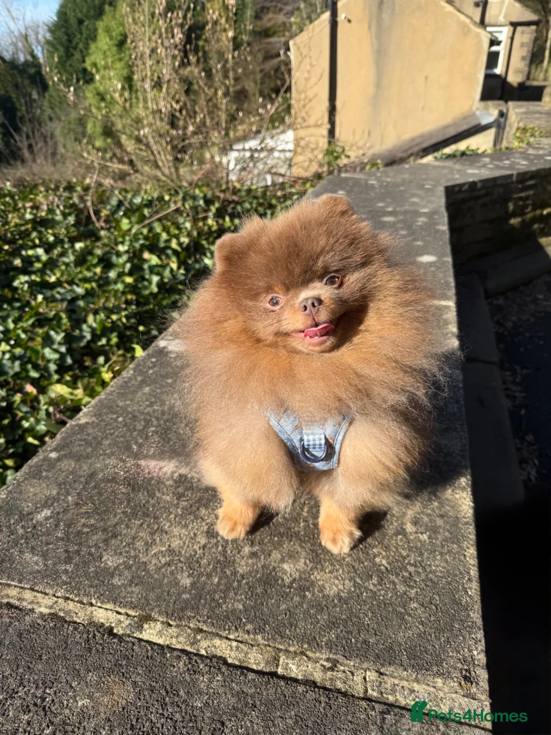 Pomeranian dogs for sale: KC lilac and tan adult boy  - Advert 2