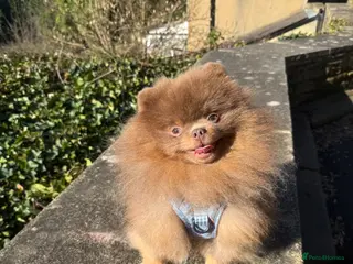 Pomeranian dogs KC lilac and tan adult boy - Advert 10