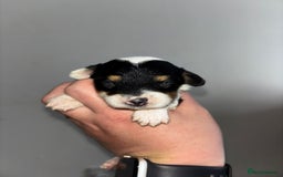 Chinese Crested dogs for sale: Powderpuff Chinese crested  - Image 6