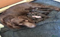 Cocker Spaniel dogs for sale: 🐾 Gorgeous working Cocker Spaniel puppies 🐶  - Image 5