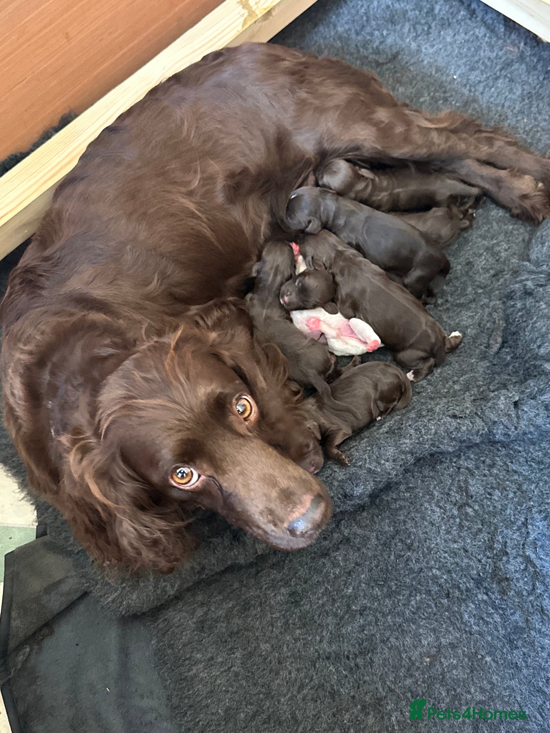 Cocker Spaniel dogs for sale: 🐾 Gorgeous working Cocker Spaniel puppies 🐶  - Image 5