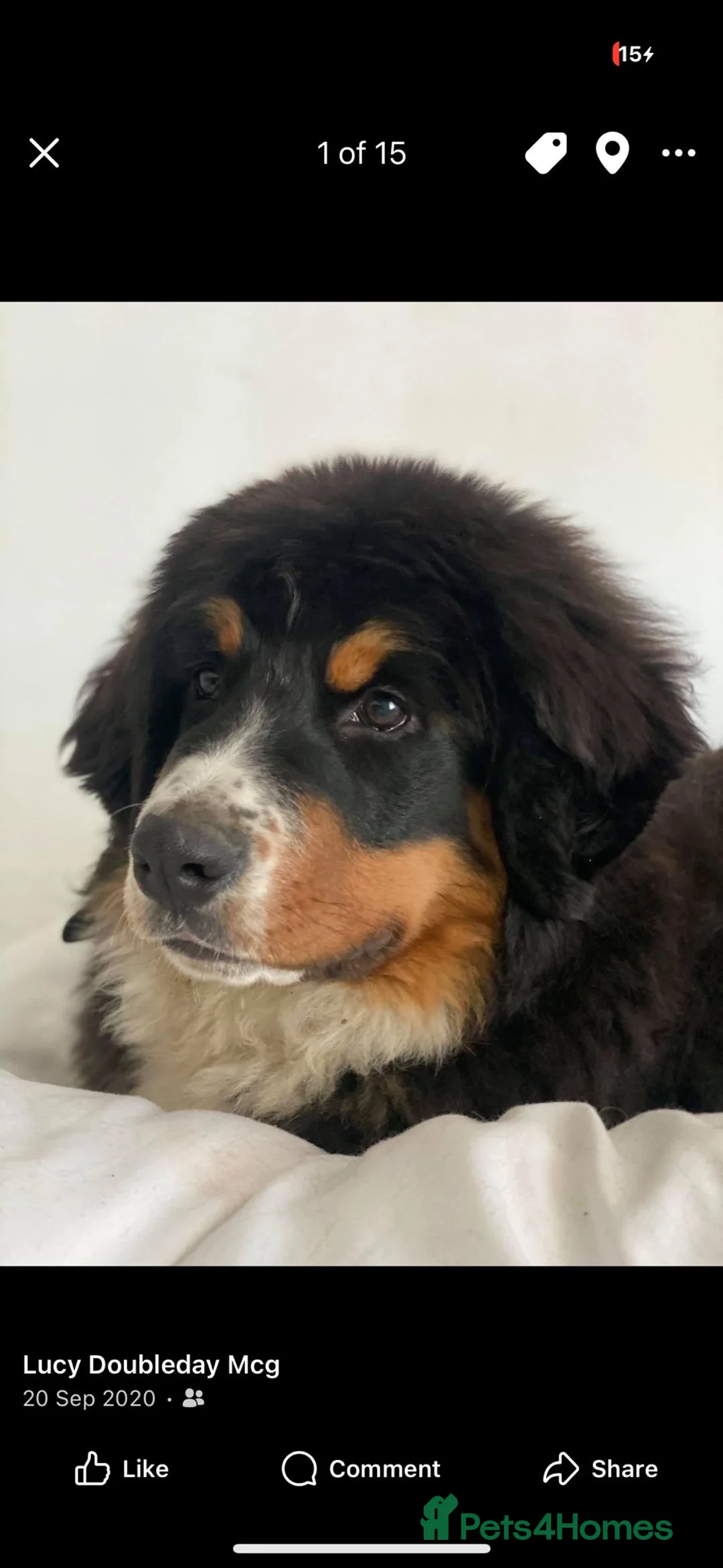 Bernese Mountain Dog dogs for stud: Outstanding kc reg Bernese mountain dog stud - Advert 22