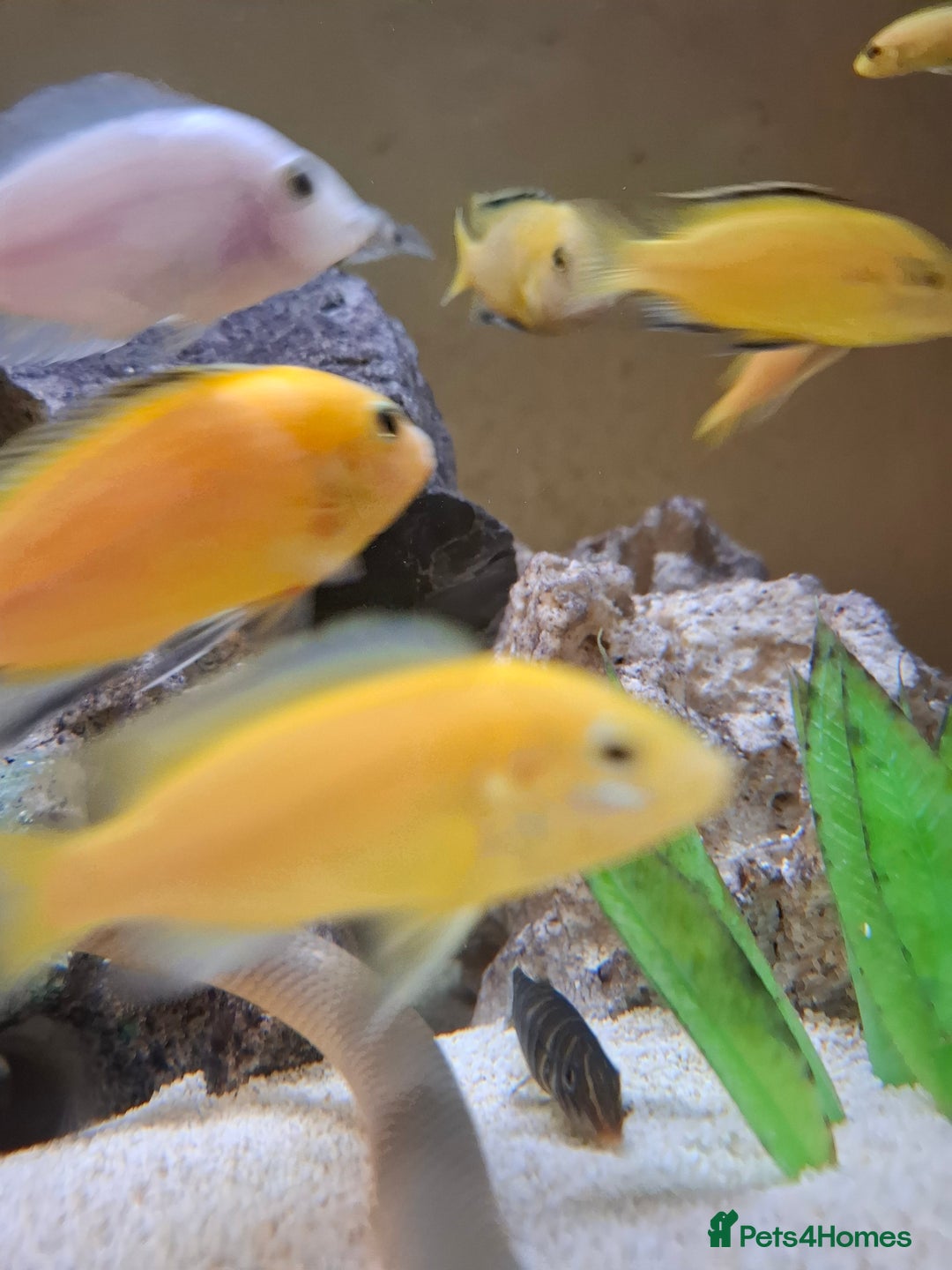 Cichlids fish for sale: Tropical fish  - Advert 16