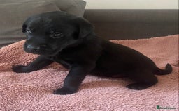 Labrador Retriever dogs for sale: Labrador (working) puppies - Image 4