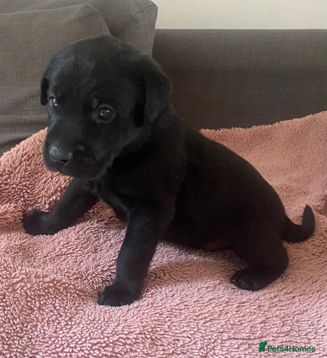 Labrador Retriever dogs for sale: Labrador (working) puppies - Image 4