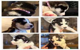 Siberian Husky dogs for sale: Siberian husky puppy’s for sale  - Advert 25