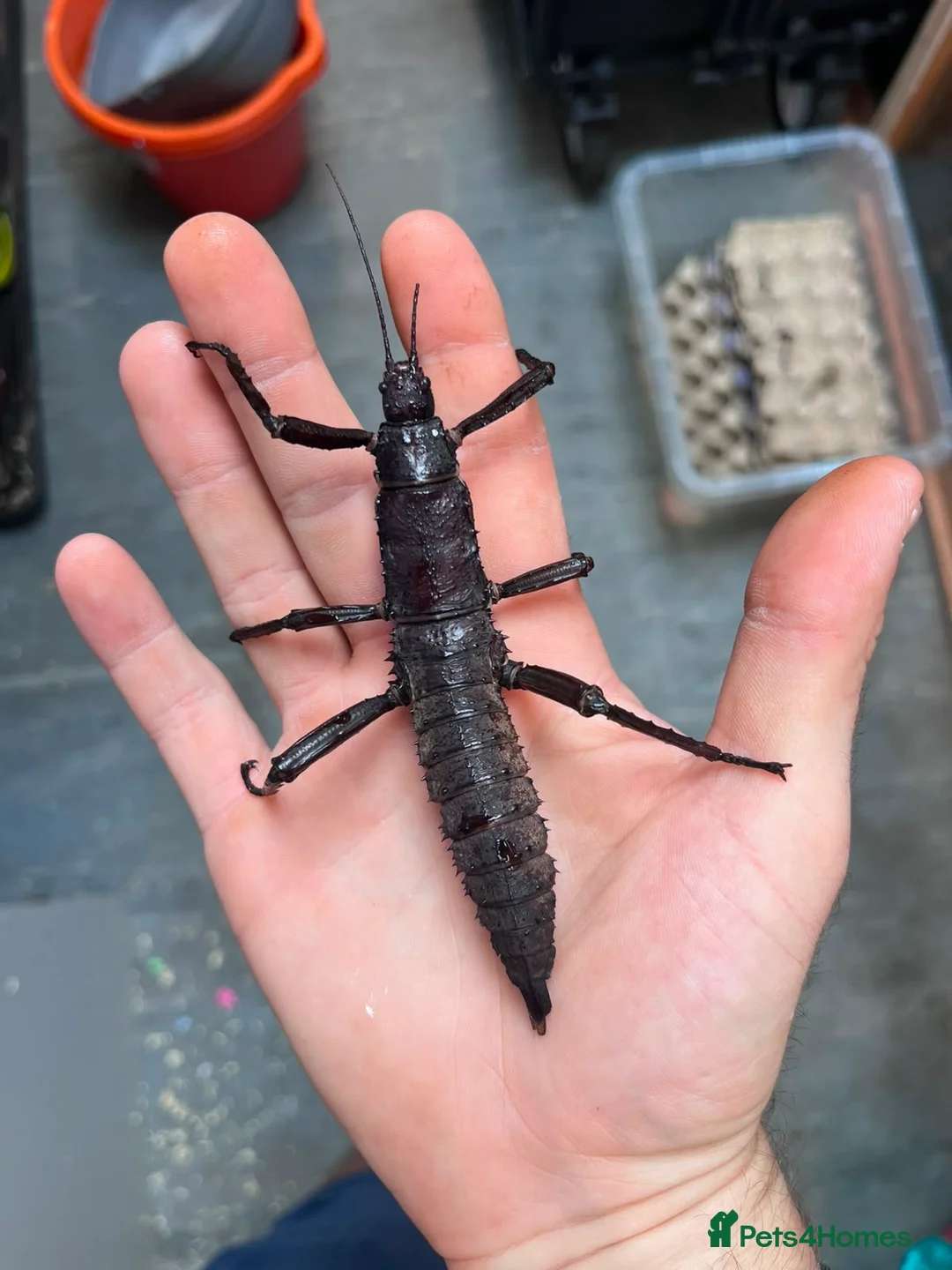 Stick Insects invertebrates for sale: Eurycantha calcarata  in Stockport - Advert 1