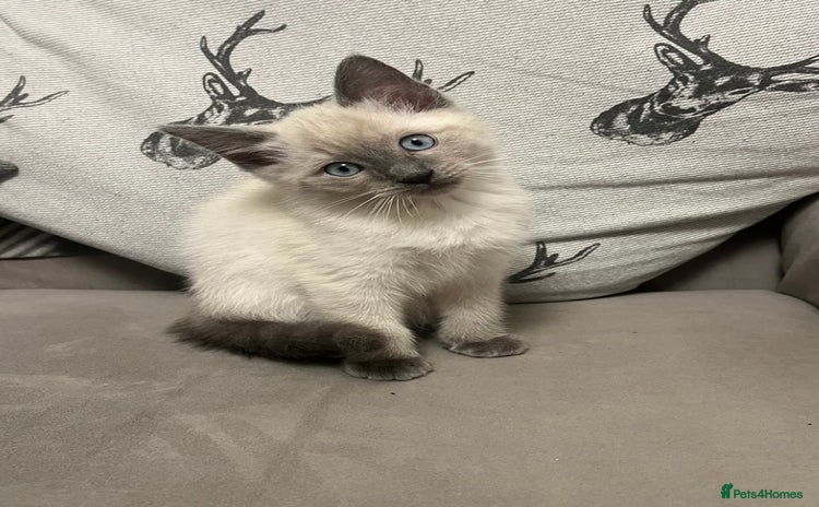 Ragamese cats - Advert 1