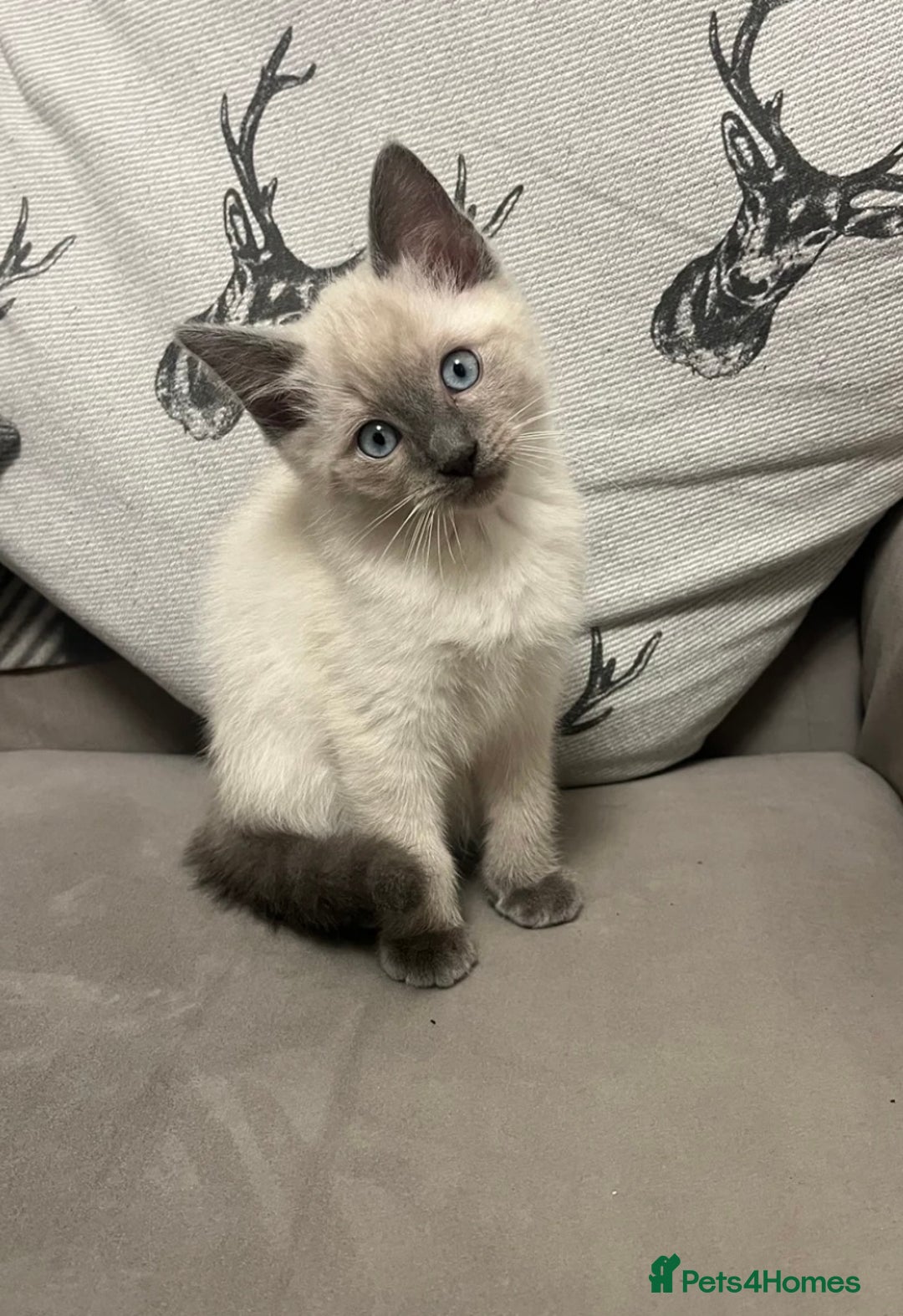 Ragamese cats for sale: Lovely ragamese kitten  - Image 1