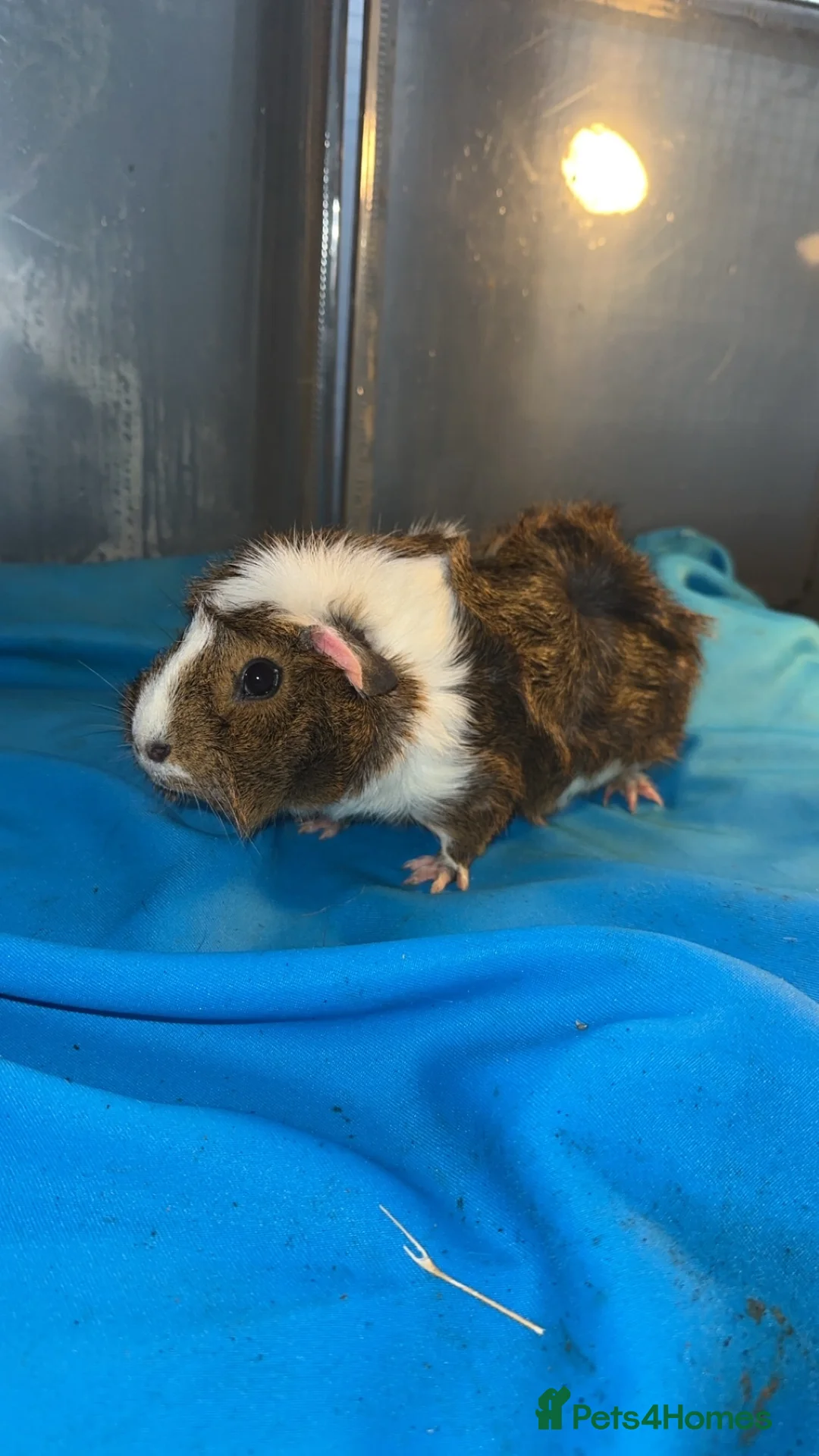 Guinea Pig rodents for sale: Guniea pigs  - Advert 3