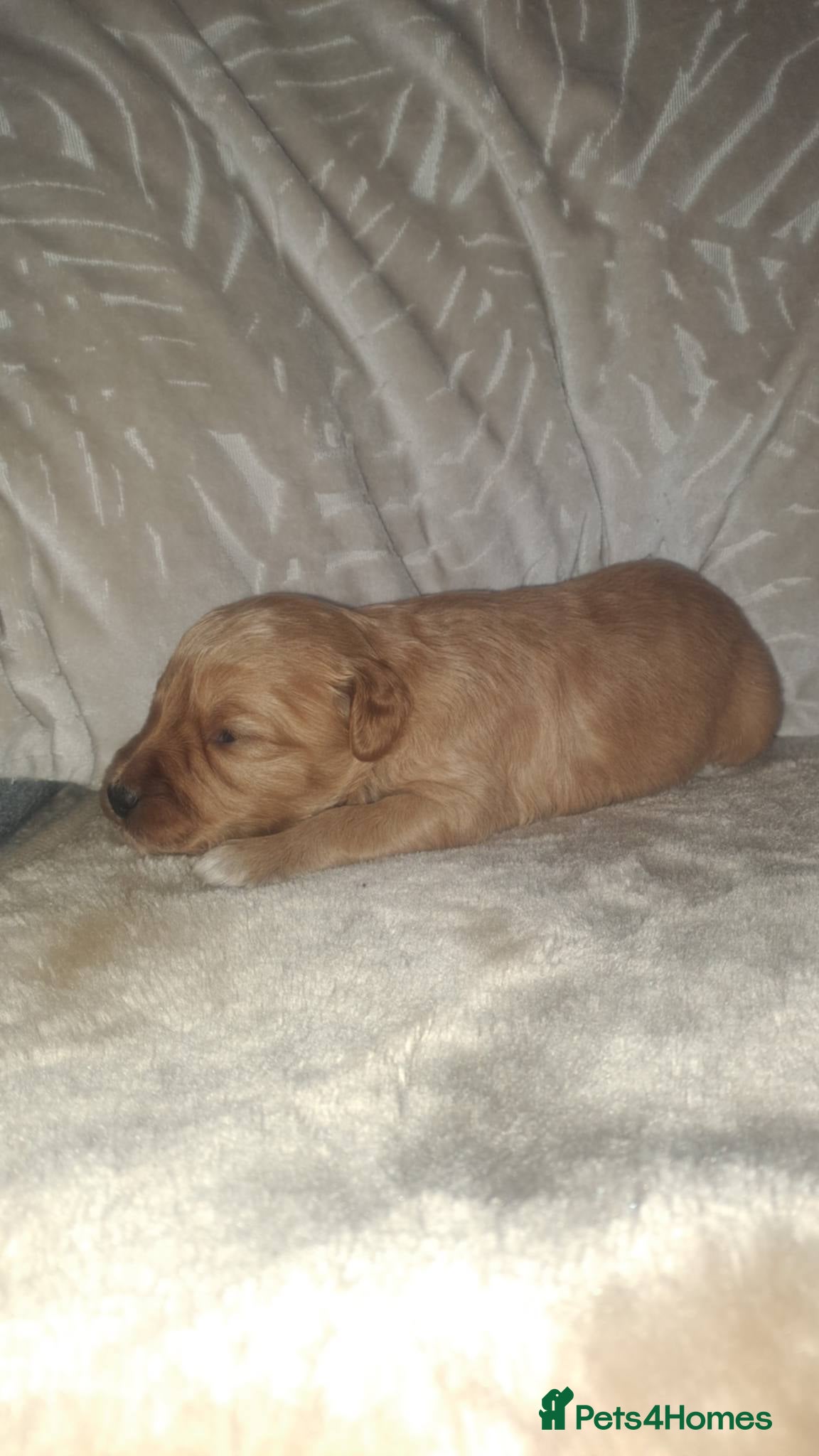 Cockapoo dogs Beautiful cockapoos - Advert 5