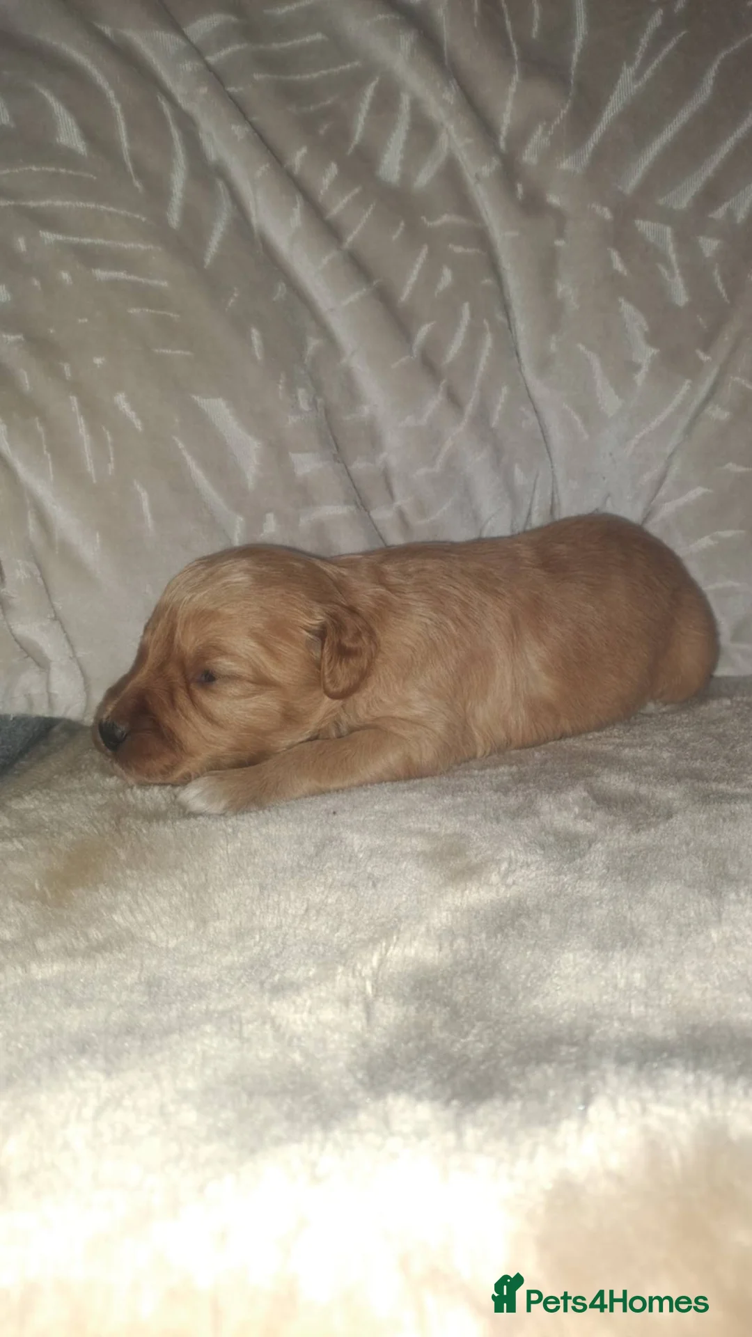 Cockapoo dogs for sale: Beautiful cockapoos - Advert 1