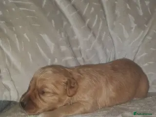 Cockapoo dogs Beautiful cockapoos - Advert 5