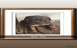 Olde English Bulldogge dogs for sale: Old English bulldog puppies  - Image 4
