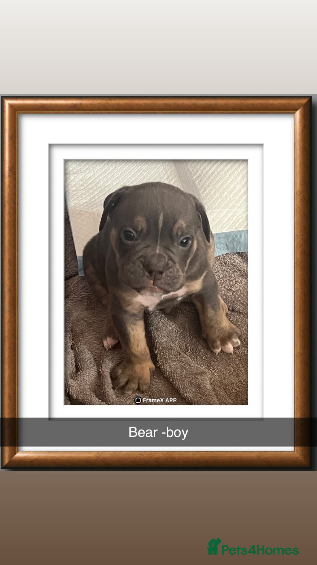 Olde English Bulldogge dogs for sale: Old English bulldog puppies  - Image 4