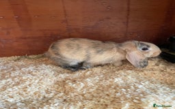 Mini Lop rabbits for sale: Beautiful mini lops - Image 8
