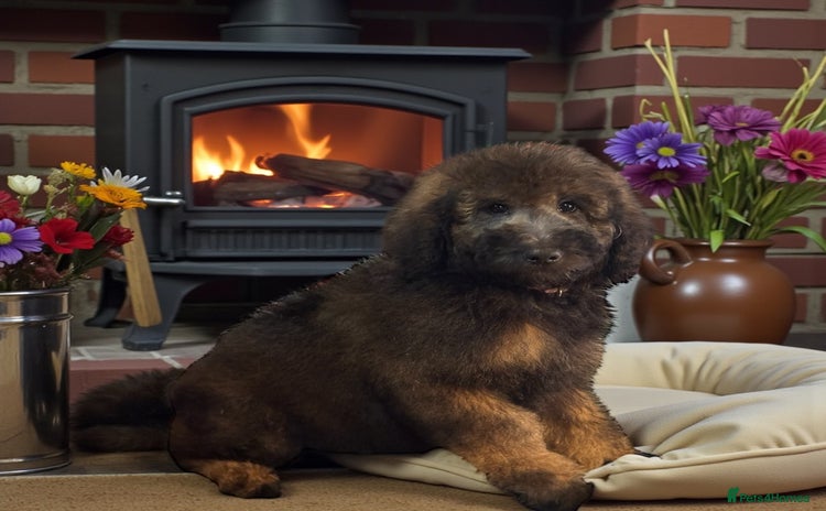 Bernedoodle dogs 2 left tri colour bernedoodle puppies girls only  - Advert 1