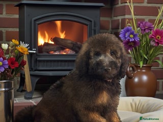 Bernedoodle dogs 2 left tri colour bernedoodle puppies girls only - Advert 1