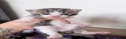Mixed Breed cats for sale: British shorthair cross kittens - Advert 2