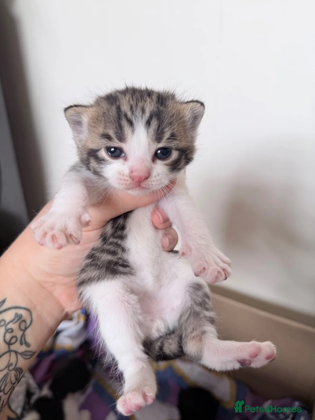 Mixed Breed cats for sale: British shorthair cross kittens - Advert 2