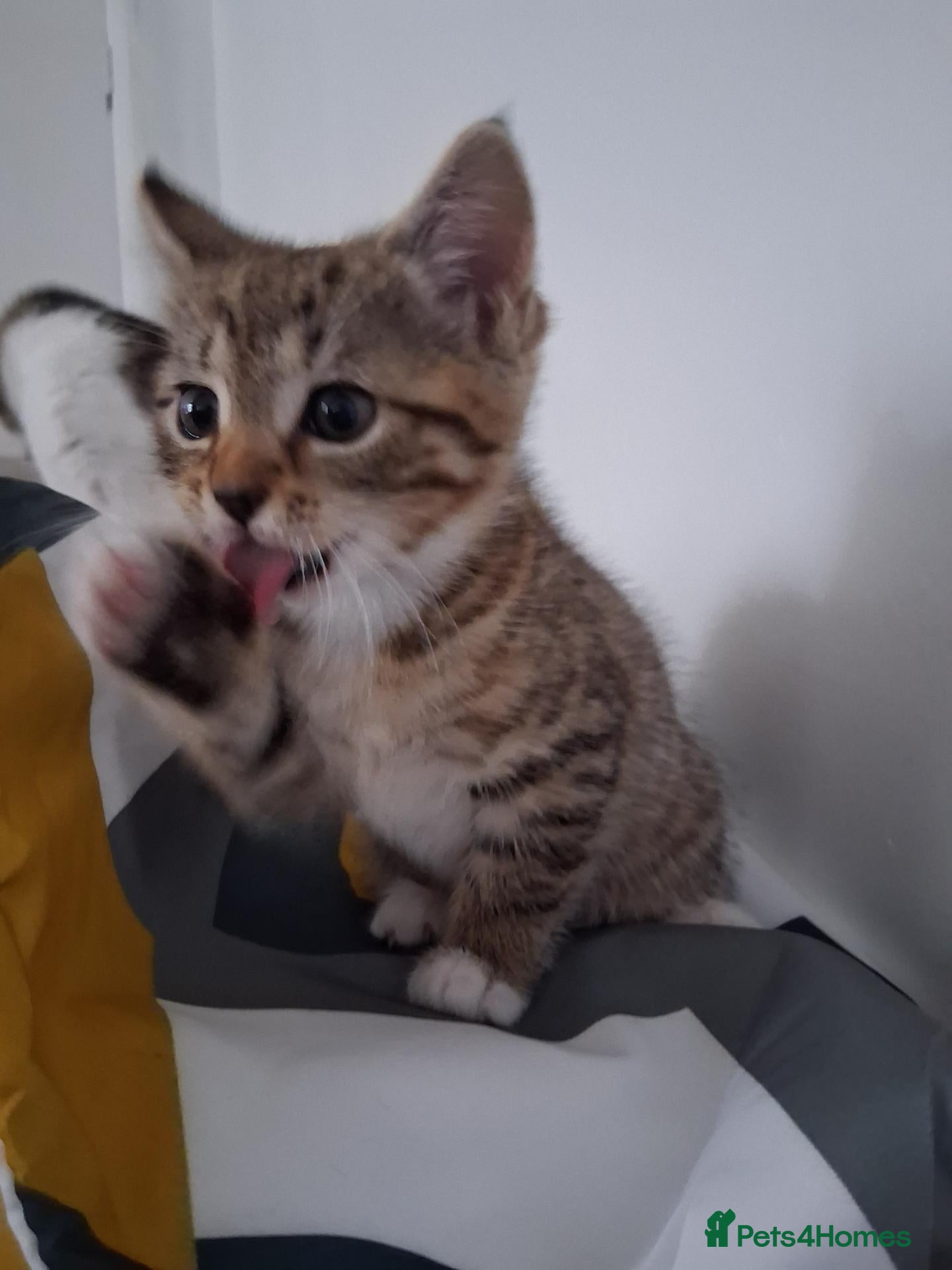 Mixed Breed cats Only tiger stripe female left - Advert 10