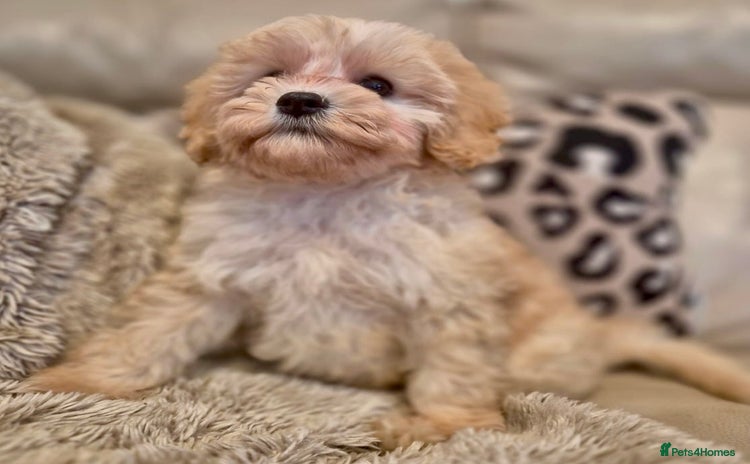 Cavapoochon dogs - Advert 1