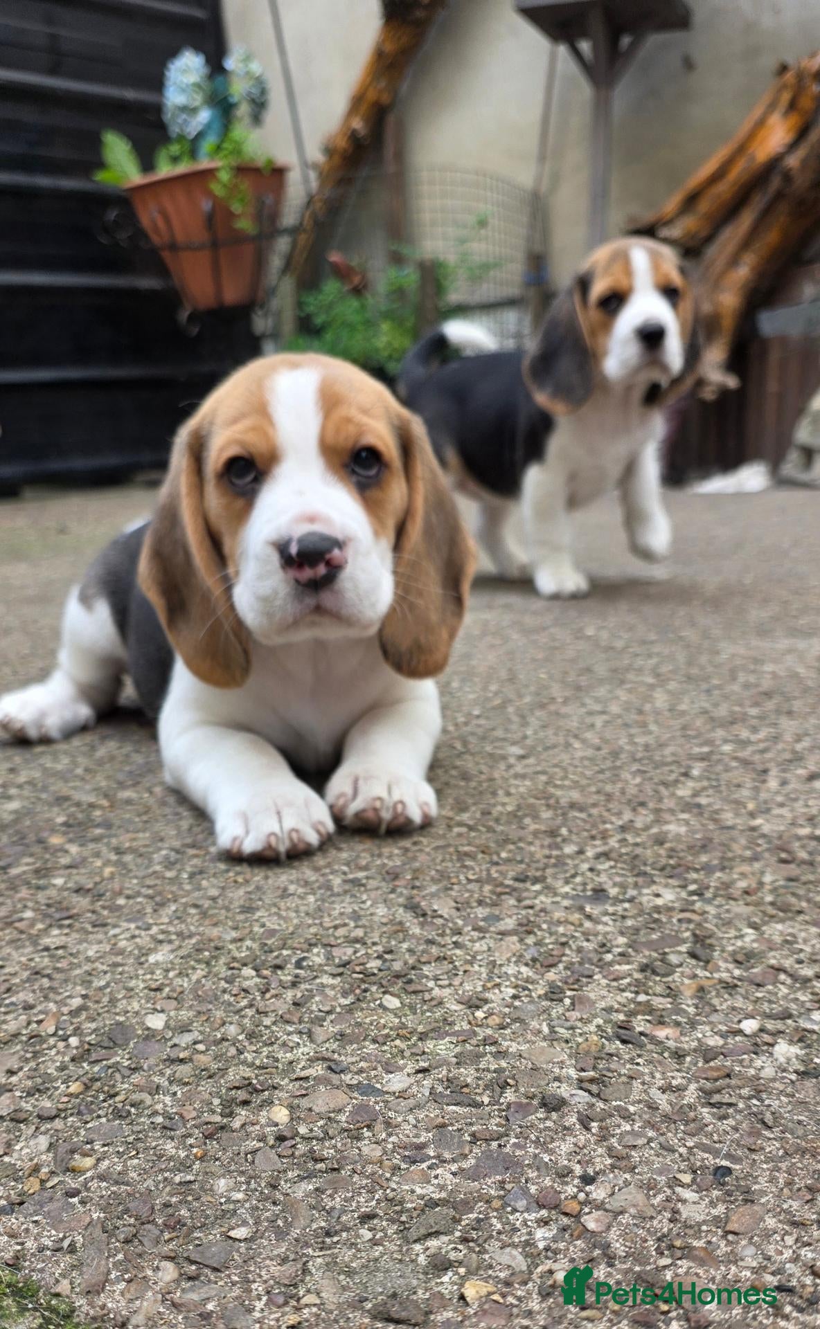 Beagle dogs 🐾Beautiful puppies, ready to go now!🐶💕 - Advert 17