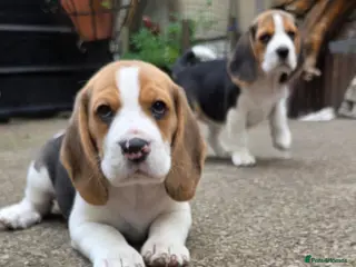 Beagle dogs 🐾Beautiful puppies, ready to go now!🐶💕 - Advert 17