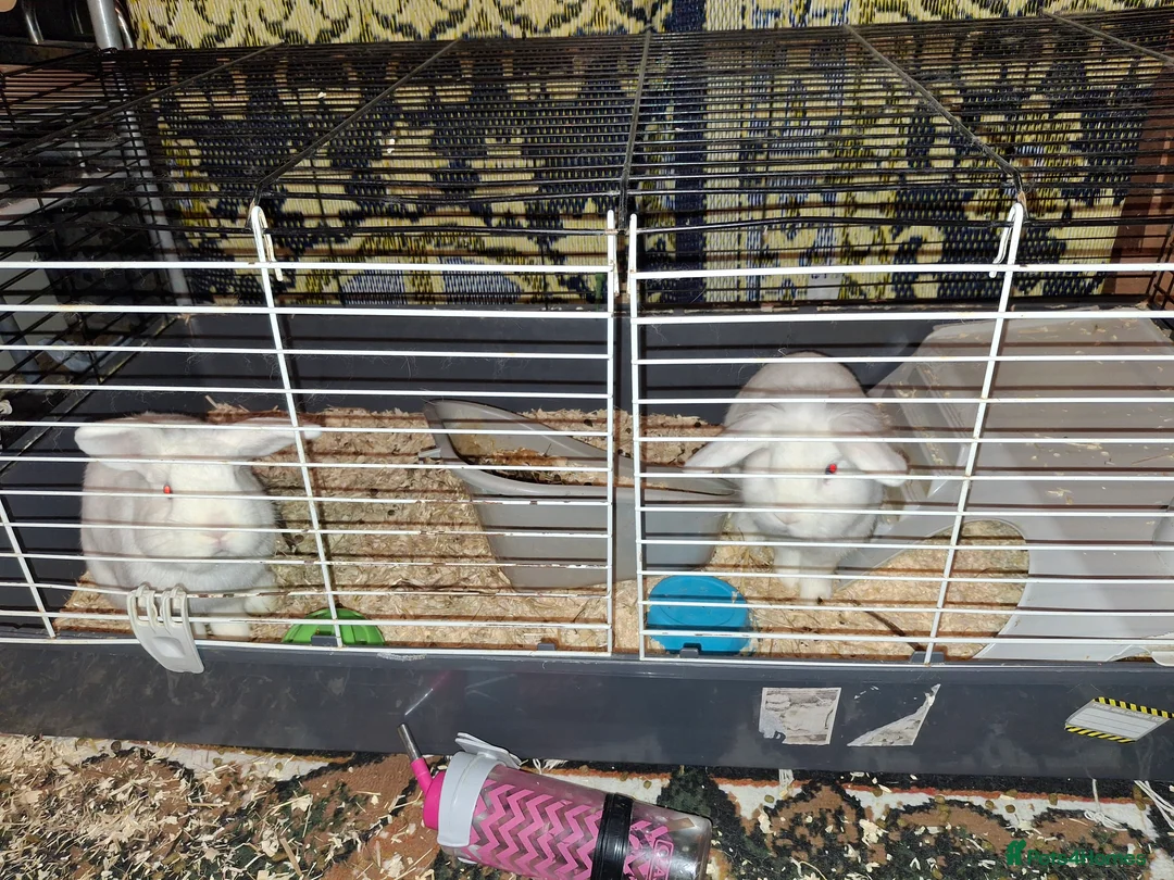 Mixed Breed rabbits for sale: Rabbits for sale - Advert 5