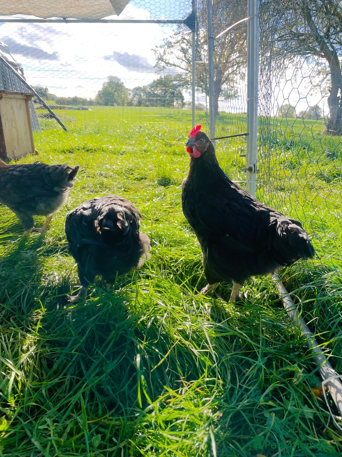 Chickens poultry for sale: Cockerels- free to good homes  - Advert 2